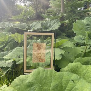 Entre deux verres - Poils d'Artichaut, Epicéa et Haricots blancs