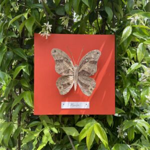 Papillon Hippolyte - Orange acidulé
