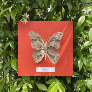 Papillon Hippolyte - Orange acidulé