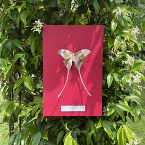 Papillon Séraphine - Framboise