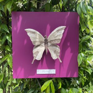 Papillon Léopoldine - Cassis