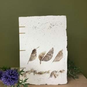 Carnet de Voyage - Eucalyptus